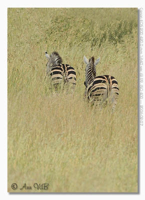 Zebra
