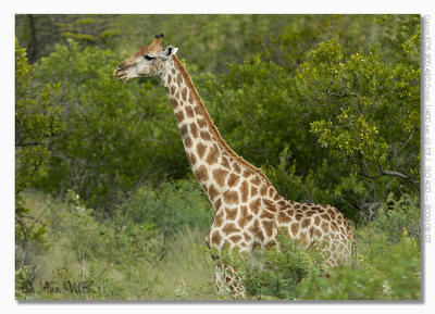 Giraffe