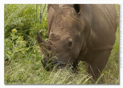Rhinoceros