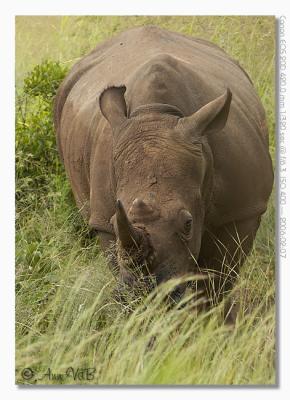 Rhinoceros