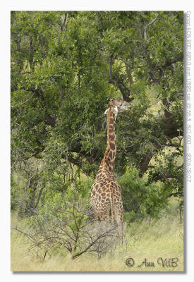 Giraffe
