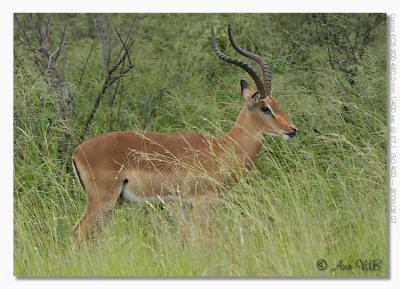 Impala