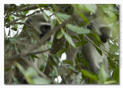 Vervit Monkey
