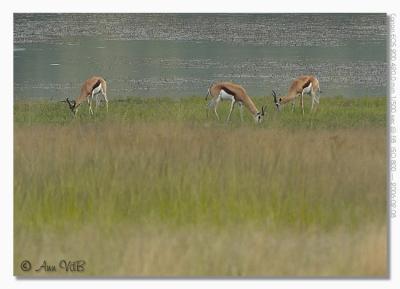 Springbok