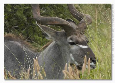 Kudu