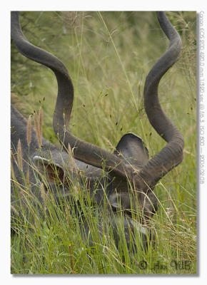 Kudu