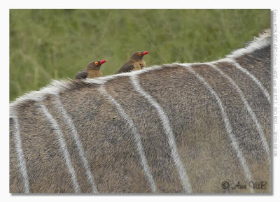 Kudu & Oxpeckers