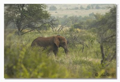 Elephant