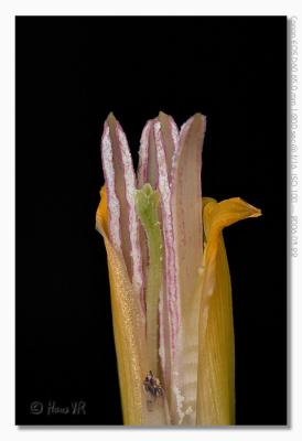 Magnification test on a banana flower
