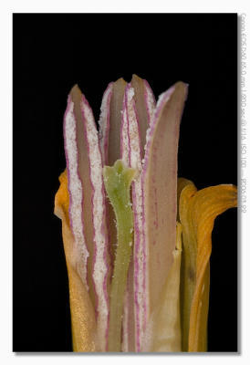 Banana flower 1:1 + 1.4x conv