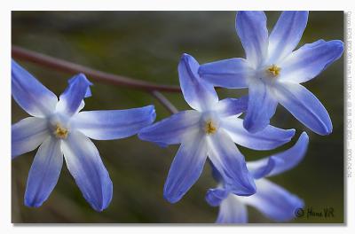 Scilla siberica