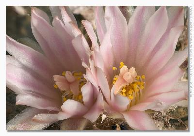 Lophophora williamsii