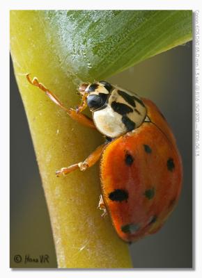 Harmonia axyridis