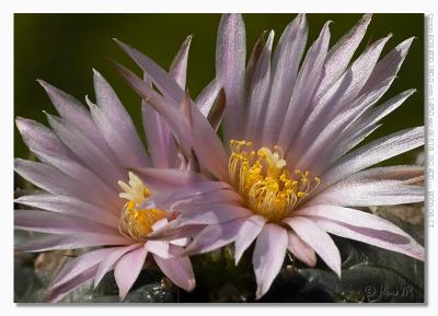 Echinocereus knippelianus