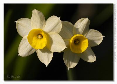 Narcissus sp.
