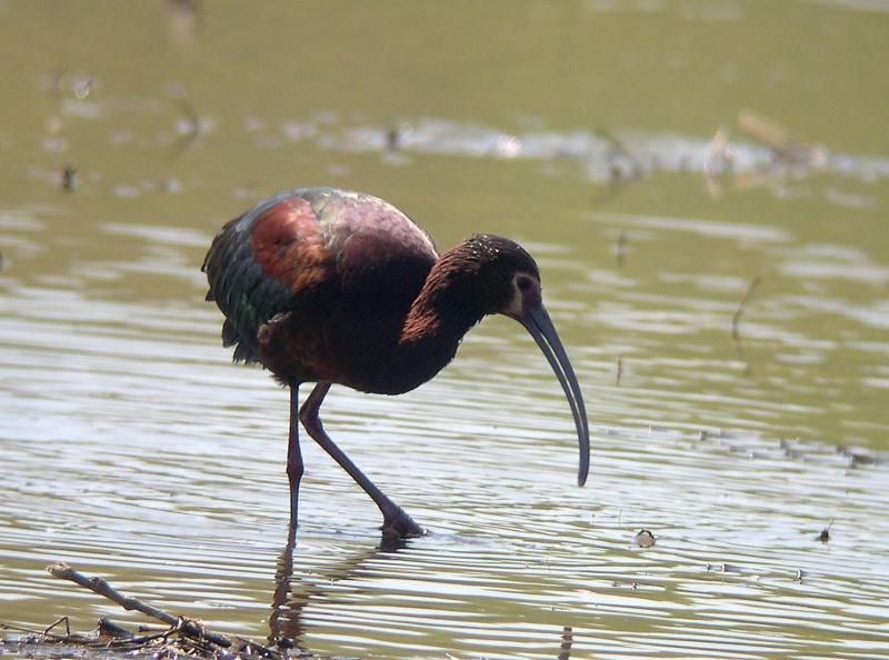 White-faced Ibis