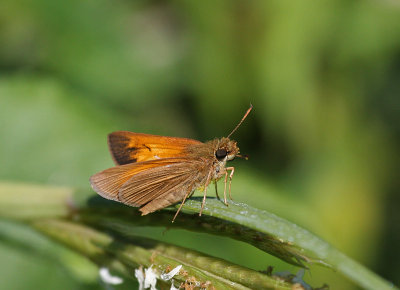 Delaware Skipper?