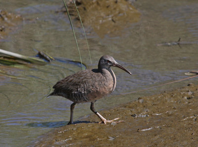 Clapper Rail