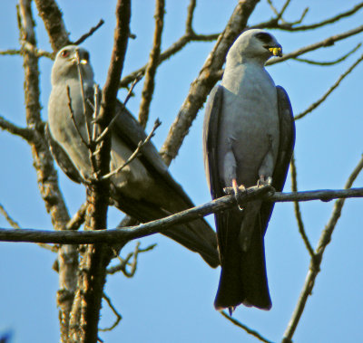 Mississippi Kites, Annandale, VA 2008