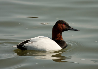 Canvasback
