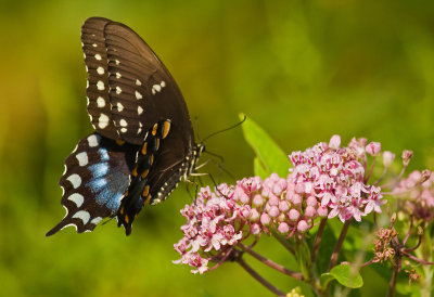 Spicebush Swallowtail Butterfly on Swamp Milkweed