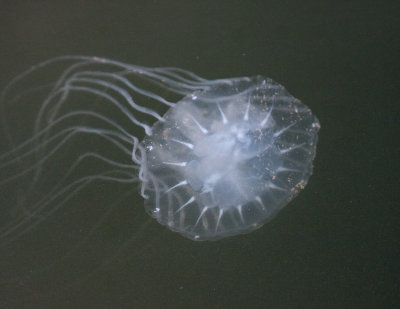 Sea nettle, Chrysaora quinquecirrha