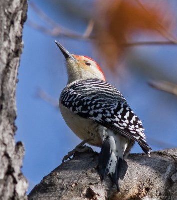 Red-bellied Woodpecker