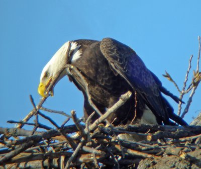 Female arranging sticks in nest