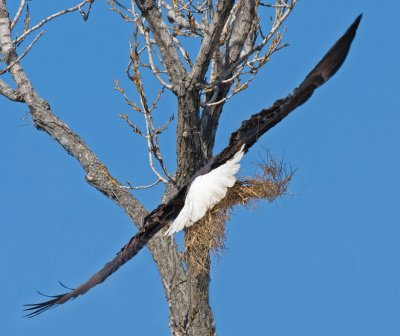 Bringing nest lining material