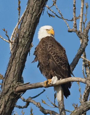 Male, standing guard, after a recent meal