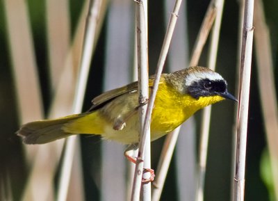 Common Yellowthroat