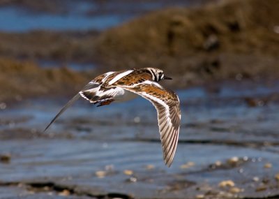 Ruddy Turnstone