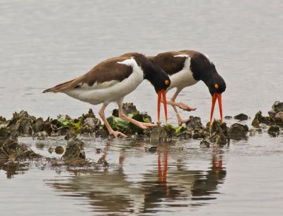 American Oystercatchers