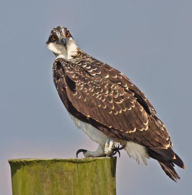 Belle Haven Ospreys, 2009