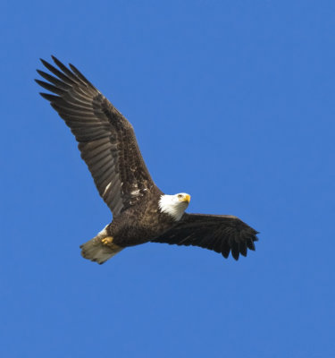 Bald Eagle, male?