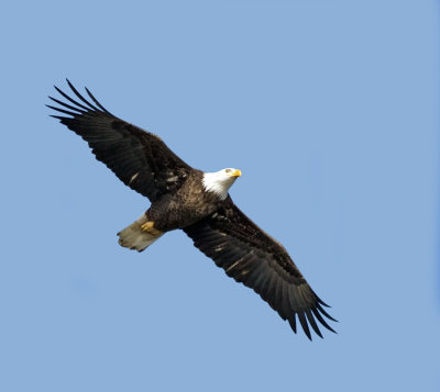 Bald Eagle, male?