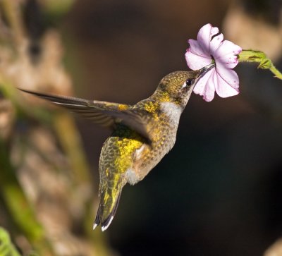 Rudy-throated Hummingbird
