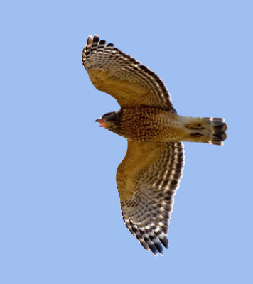 Red-shouldered Hawk