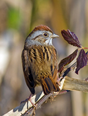 Swamp Sparrow