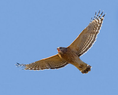 Red-shouldered Hawk