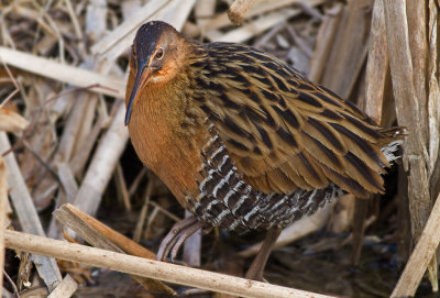  King Rail
