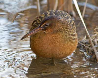 King Rail