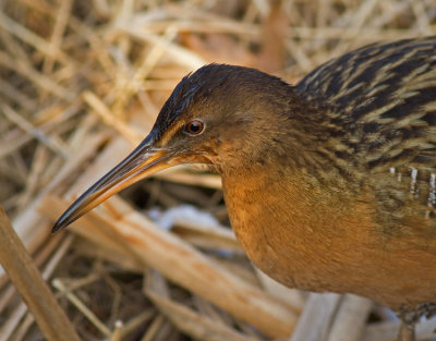 King Rail