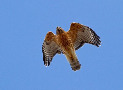 Red-shouldered Hawk