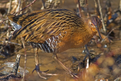 King Rail