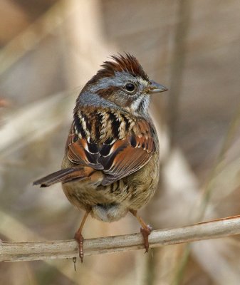 Swamp Sparrow
