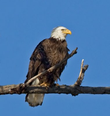 Bald Eagles 2010