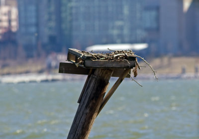Nest platform before arrival of Ospreys