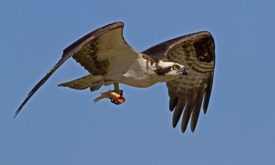 g3/50/363450/3/122922872.zP47JAjf.jpg