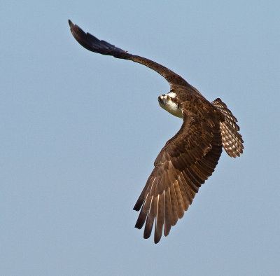 g3/50/363450/3/123022072.oNAF3jO4.jpg